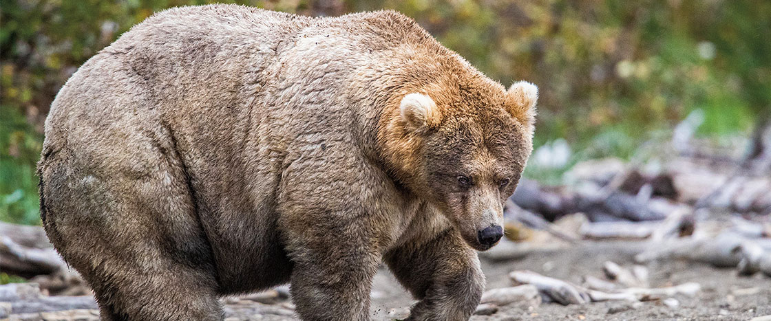 a heavy bear in the woods