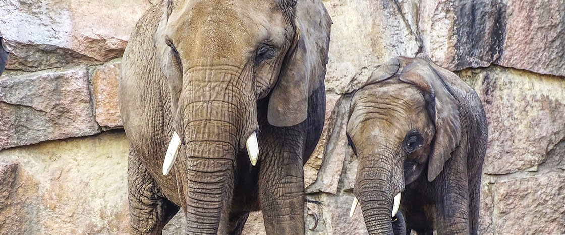 two elephants standing in front of a stone wall