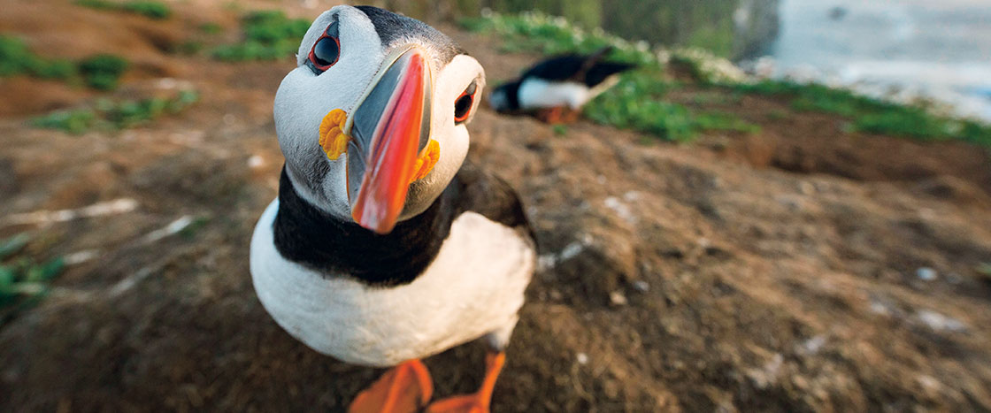 A bird with an orange and black beak and a black and white body looking into the camera