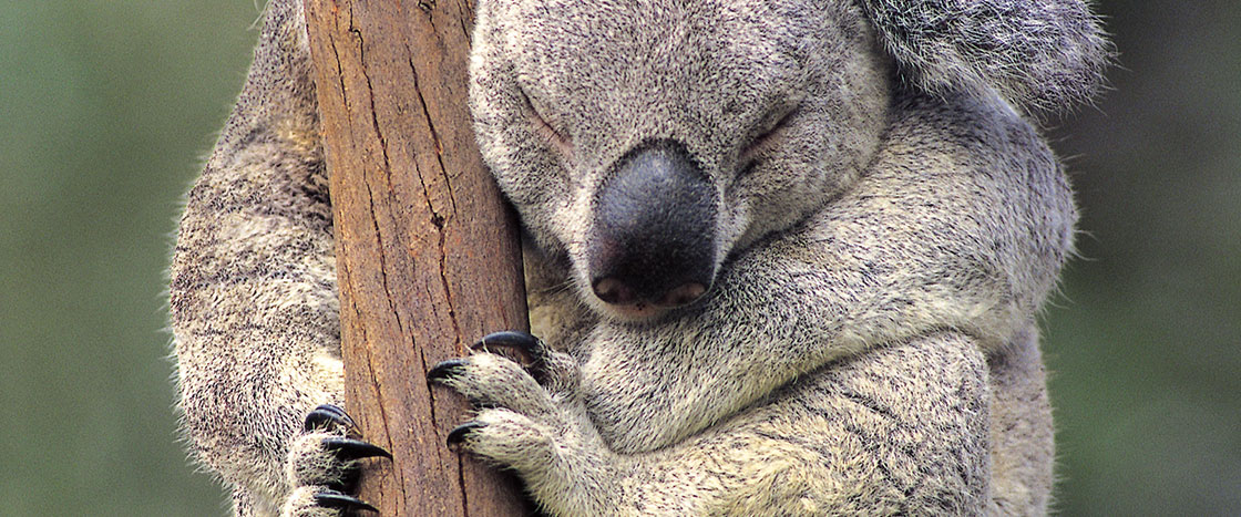 a koala bear sleeping on a tree