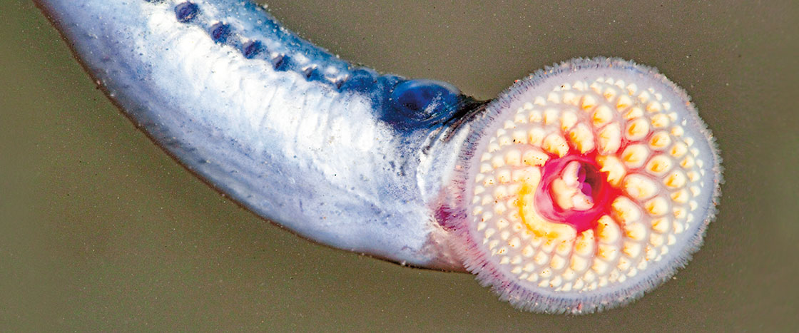 A long snake like creature with several rows of teeth in its large mouth