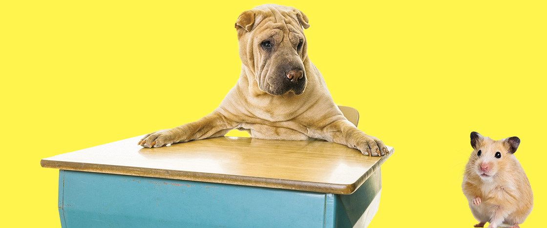 Image of a dog sitting at a desk while a hamster looks on