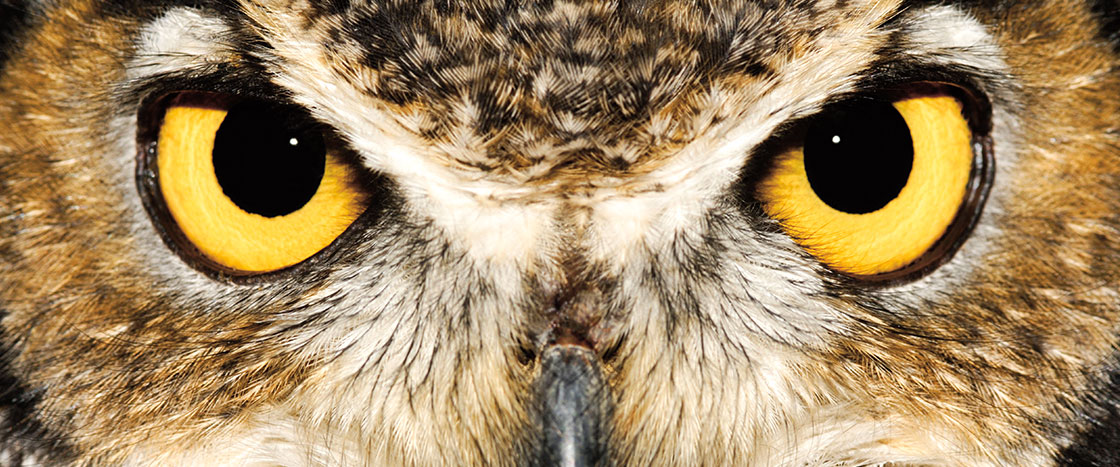 Image of an owl&apos;s face with bright yellow eyes