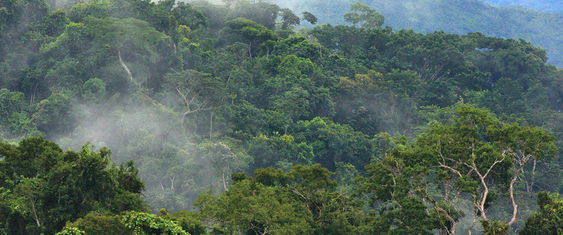 Bird&apos;s eye view of the Amazon Rainforest