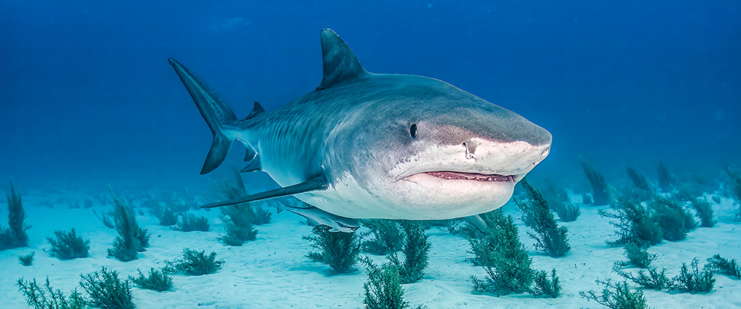 Image of a shark swimming underwater