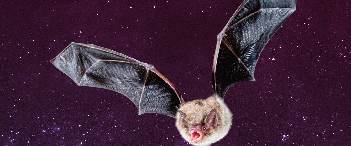 Image of a bat flying