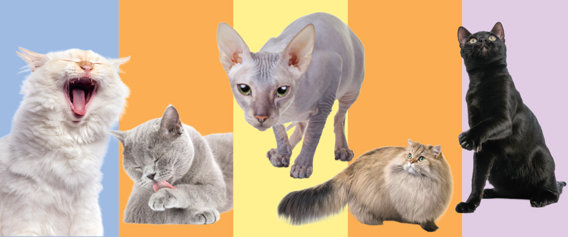 Image showing a variety of cats