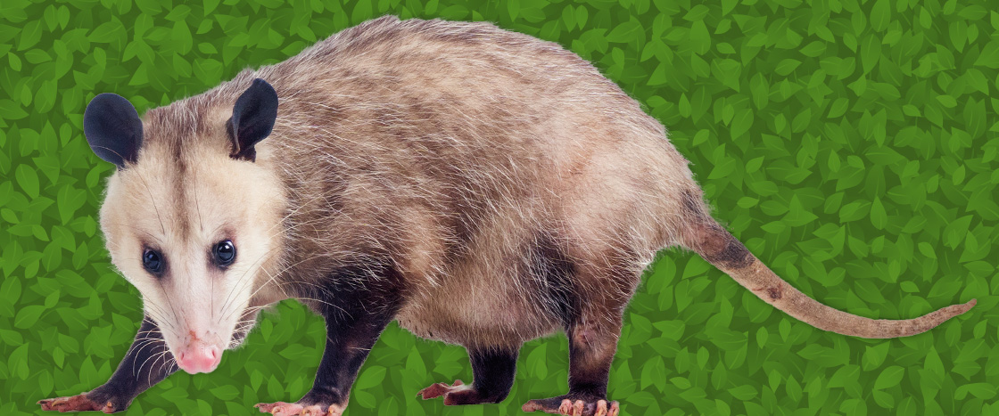 Image of an opossum