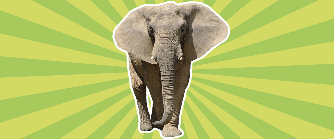 Image of an elephant