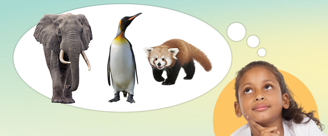 Image of student thinking about elephant, king penguin, and red panda