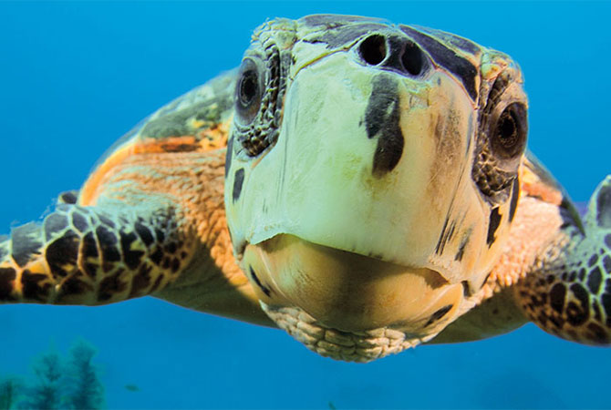 A close shot of a turtle in water