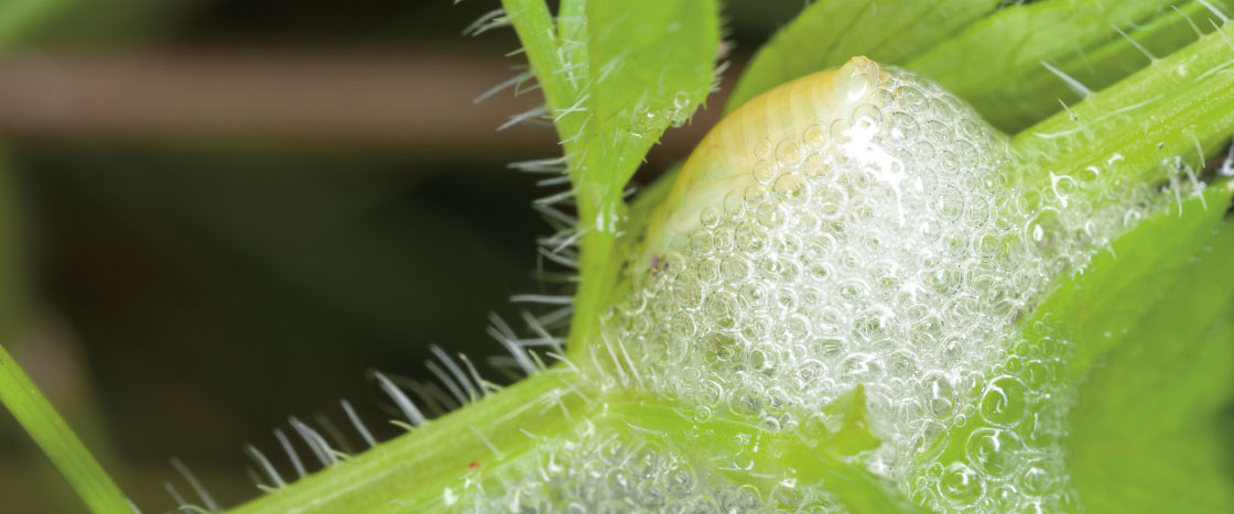 A bunch of small bubbles on a spiky plant